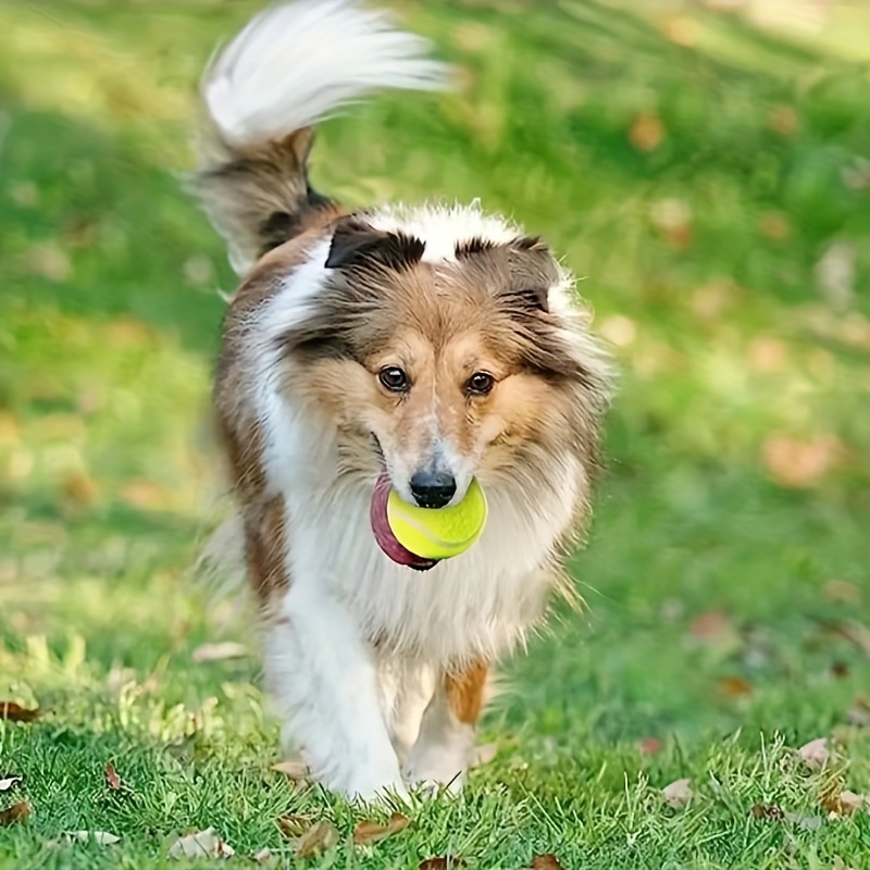 2pcs Rubber Tennis Balls For Dogs - Interactive Play & Training, Ideal For Small To Medium Breeds, Tennis Ball Launcher For Dogs, 2 Inches, Pet Ball Launcher
2pcs Rubber Tennis Balls For Dogs - Interactive Play & Training, Ideal For Small To Medium Breeds, Tennis Ball Launcher For Dogs, 2 Inches, Pet Ball Launcher