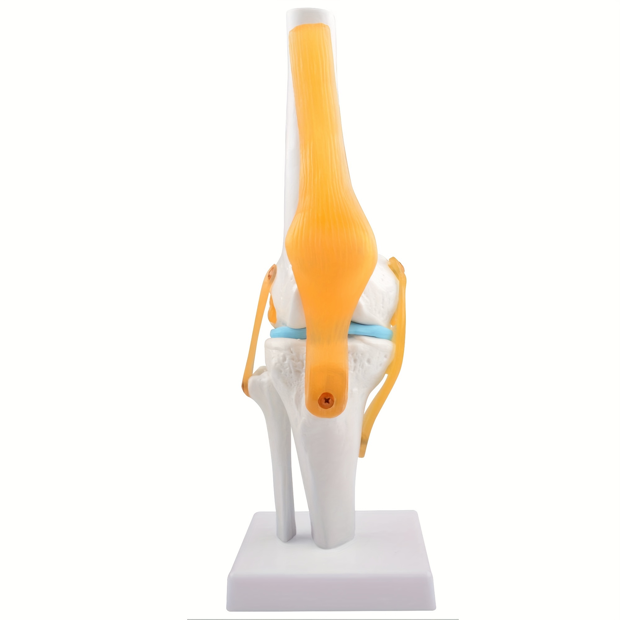 Flexible Human Knee Joint Model With Ligaments - 1: Size, Lightweight Display Base - Ideal For Anatomy Education & Patient Understanding
Flexible Human Knee Joint Model With Ligaments - 1: Size, Lightweight Display Base - Ideal For Anatomy Education & Patient Understanding