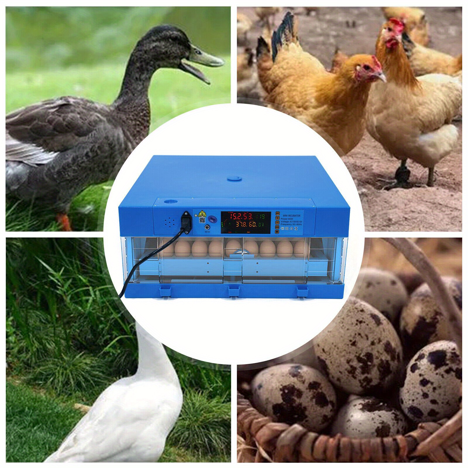 Egg Hatching Incubator 64 Eggs Automatic Egg Incubator Fully Automatic Digital Poultry Brooding Machine, Temperature Humidity Control & Automatic Egg Turner, For Chicken, Ducks, Birds & More
Egg Hatching Incubator 64 Eggs Automatic Egg Incubator Fully Automatic Digital Poultry Brooding Machine, Temperature Humidity Control & Automatic Egg Turner, For Chicken, Ducks, Birds & More