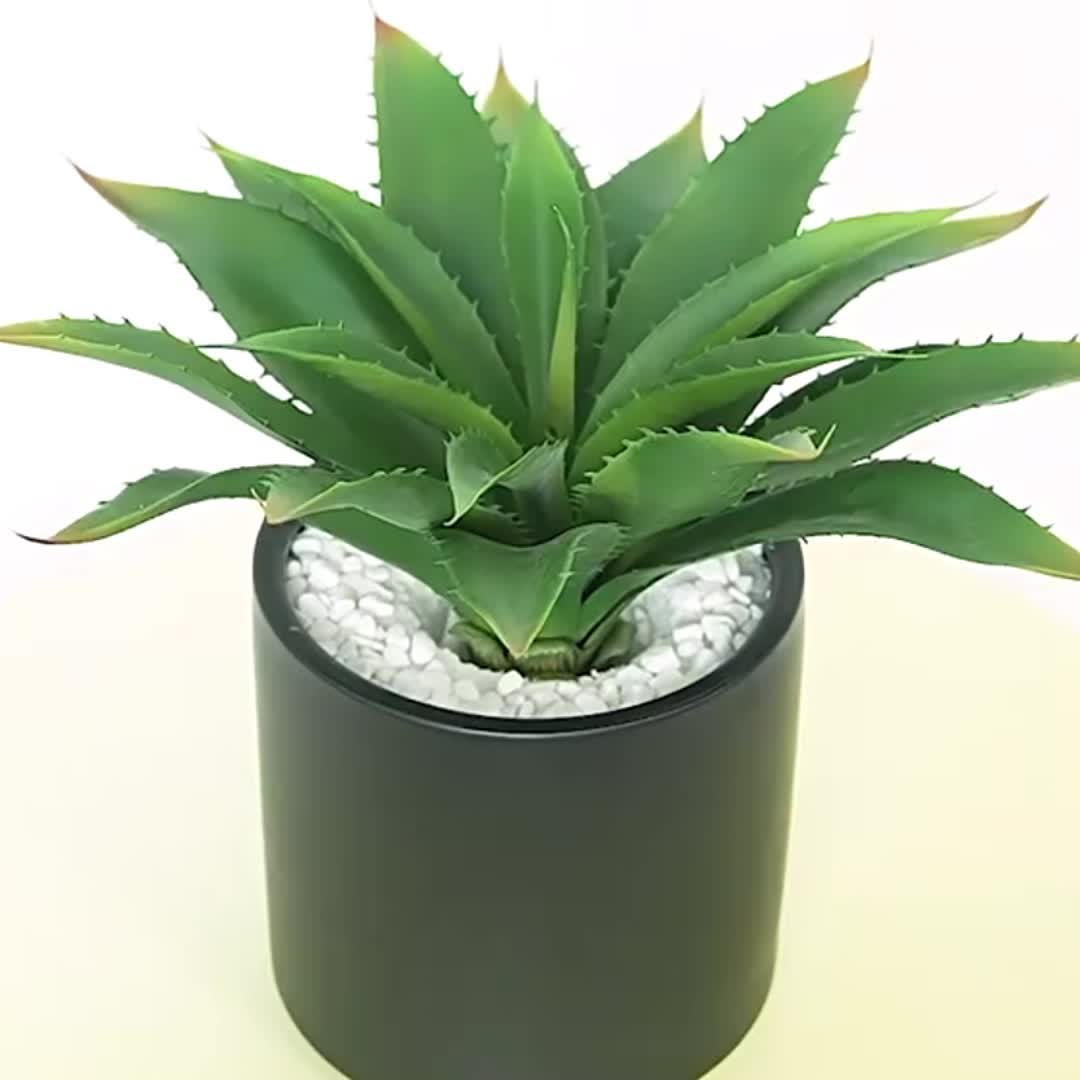 aloe vera rose 💖 Aloe 'Safari Rose': Compact Beauty with Winter Rose-Pink Blooms – Bonte  Farm main image 1
