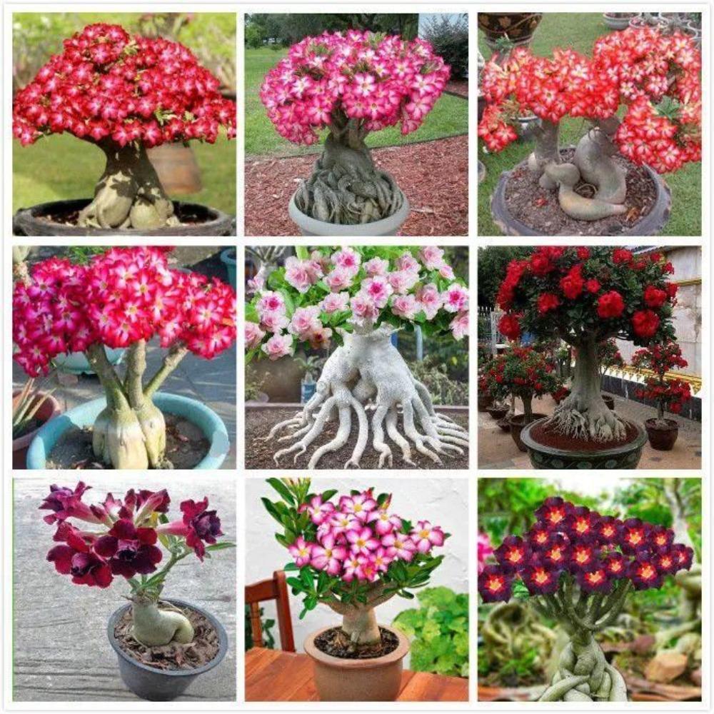 266 piezas semillas     multicolor en oferta,     de germinación, semillas de flores para   de  