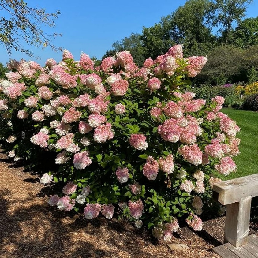 50 Vanilla Strawberry Hydrangea Seeds Flower Seeds Temu