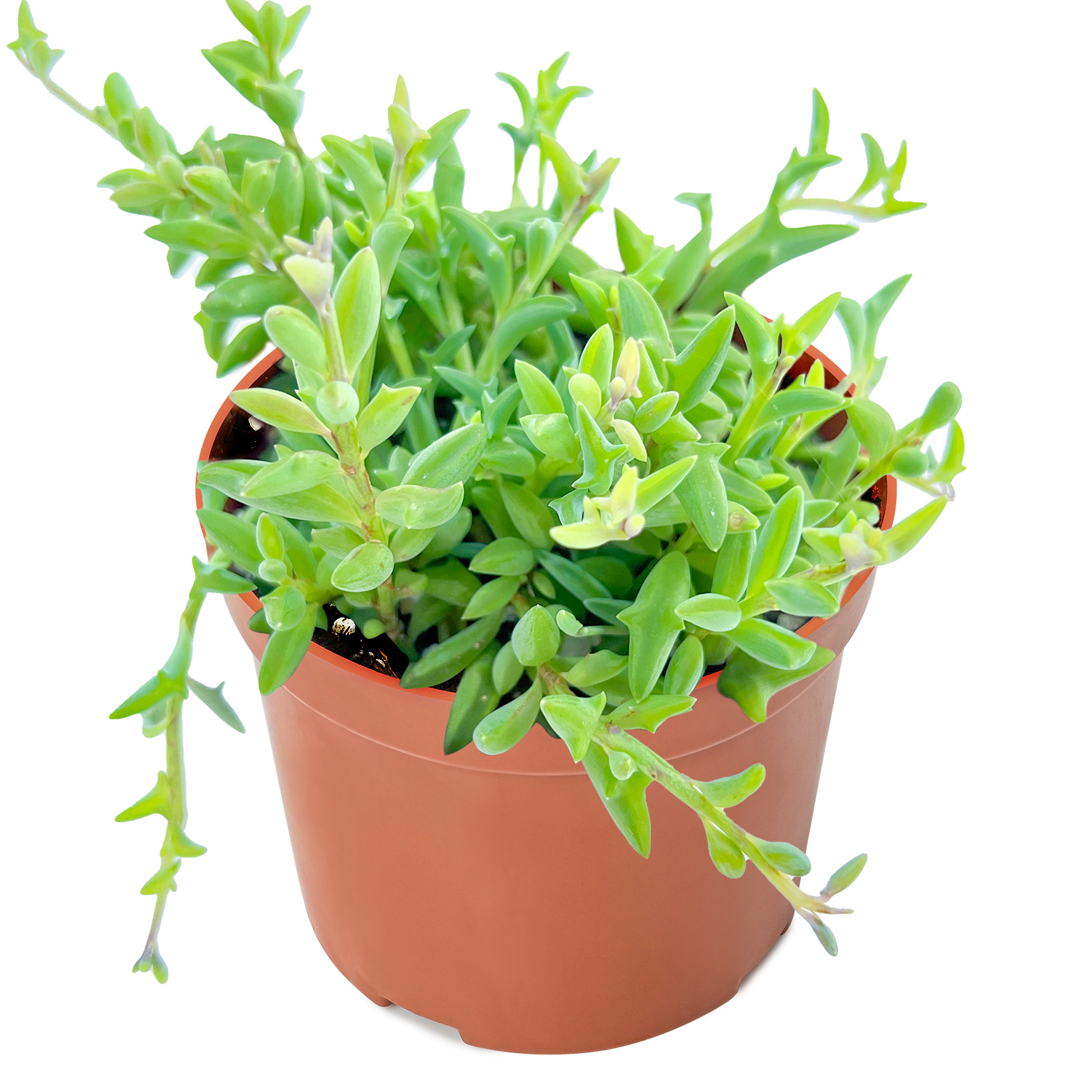 

Live Succulent (4" String Of Pearls), Succulents Plants Live, Succulent Plants Fully Rooted, Rare House Plant For Home Office Decoration
