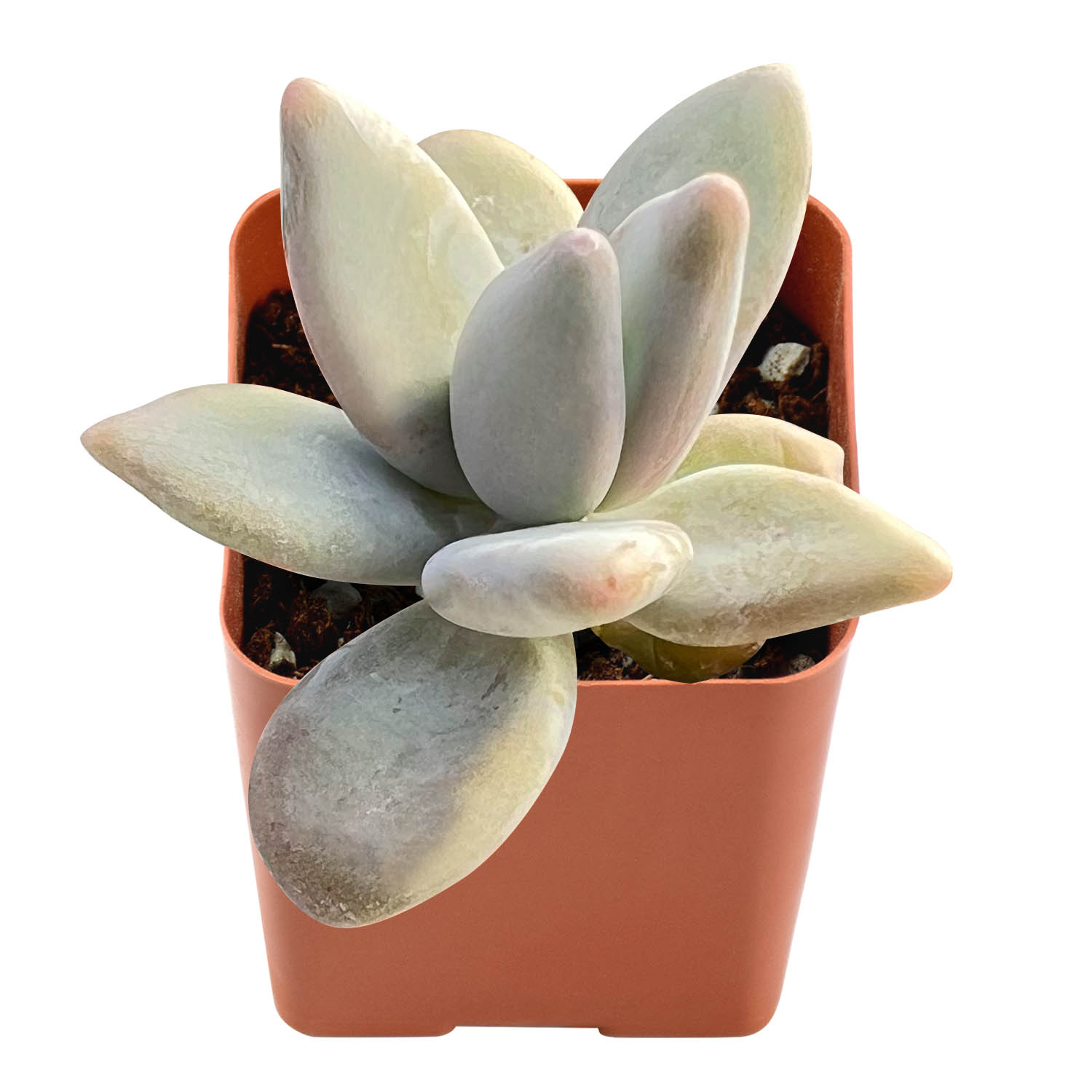 

Live Succulent (2" Graptoveria 'lovely Rose'), Succulents Plants Live, Succulent Plants Fully Rooted, Rare House Plant For Home Office Decoration