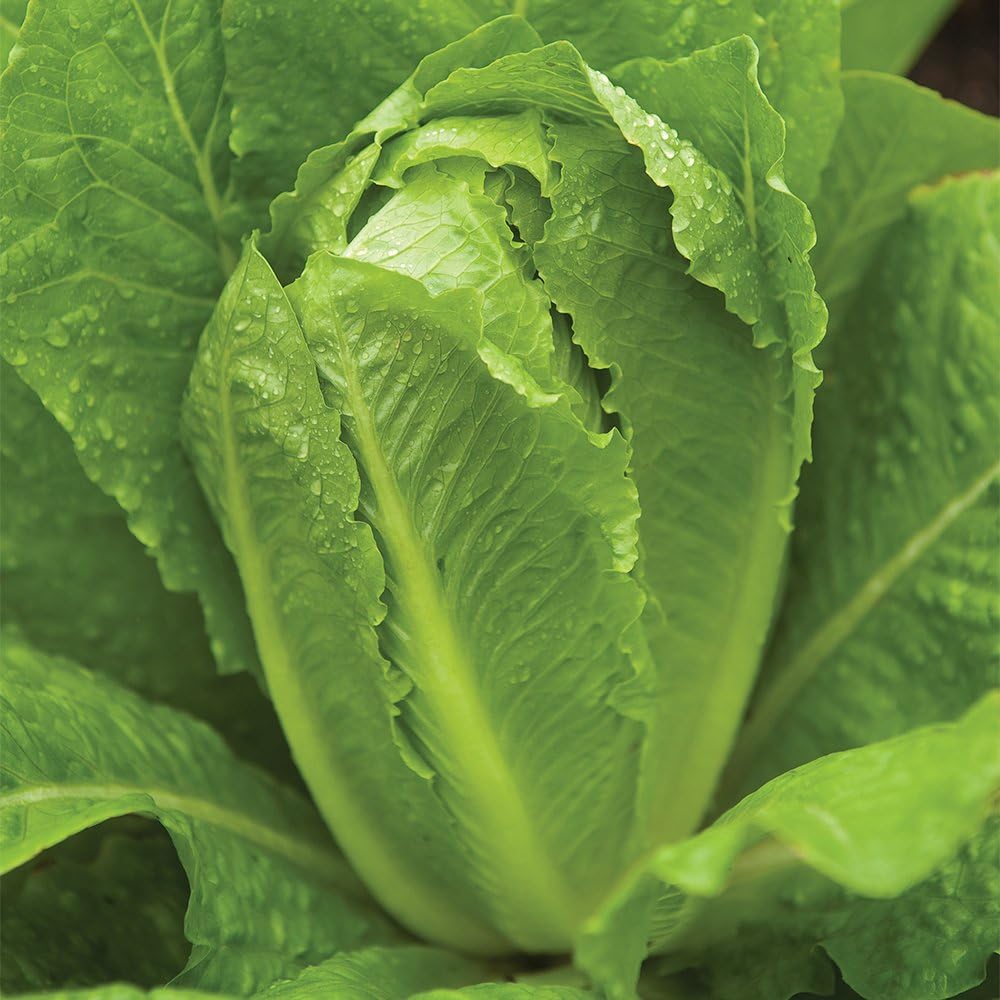 

Lettuce Seeds Charming Spring Bulb Seed Garden Home Of Amazing