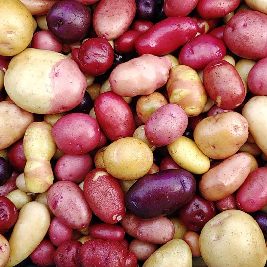 

100 Rare Mixed Color Potato Seeds For Planting Outdoors