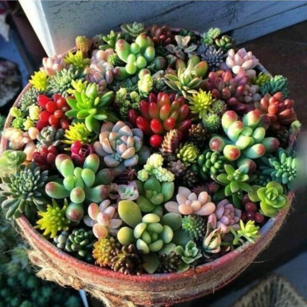 

1000 Mix Succulent Seeds Beautiful Plant Seeds