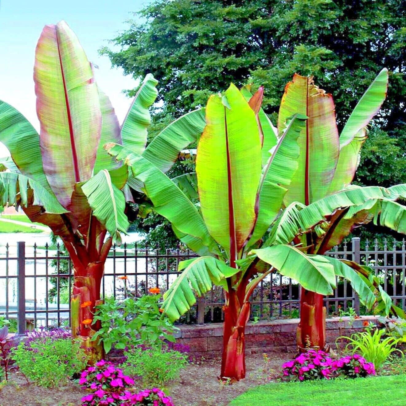 

100 Red Abyssinian Rare Banana Flower Plant Tree Seeds For Planitng