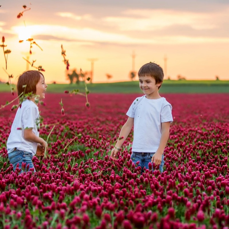 clover seeds mix seeds legume clover - Temu