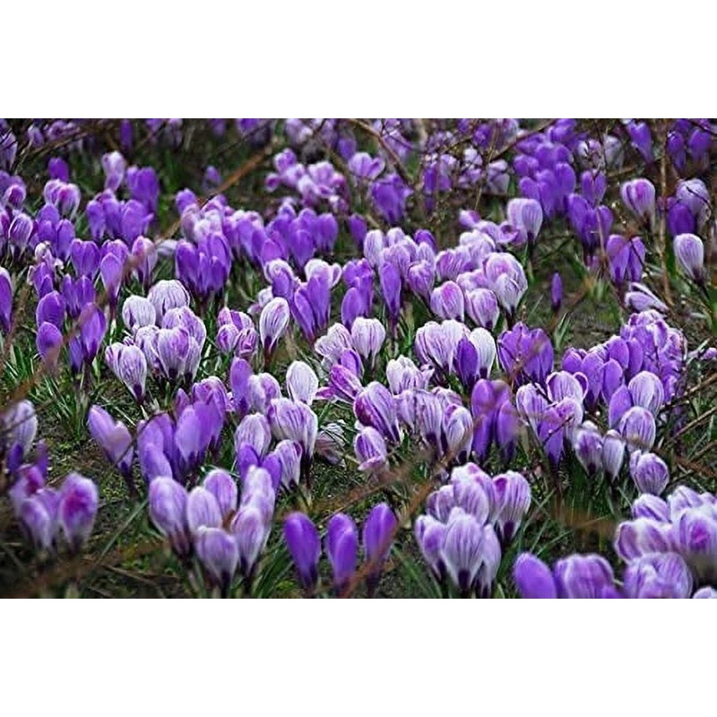 

200pcs Saffron Mixed Bulbs For Planting - Vibrant Purple And Blue Flowers