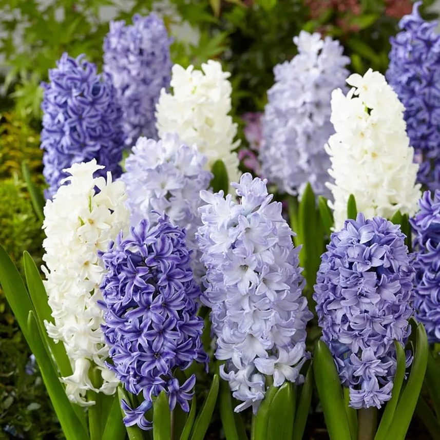 Exotic Hyacinthus Garden Seeds Fresh Rare Temu
