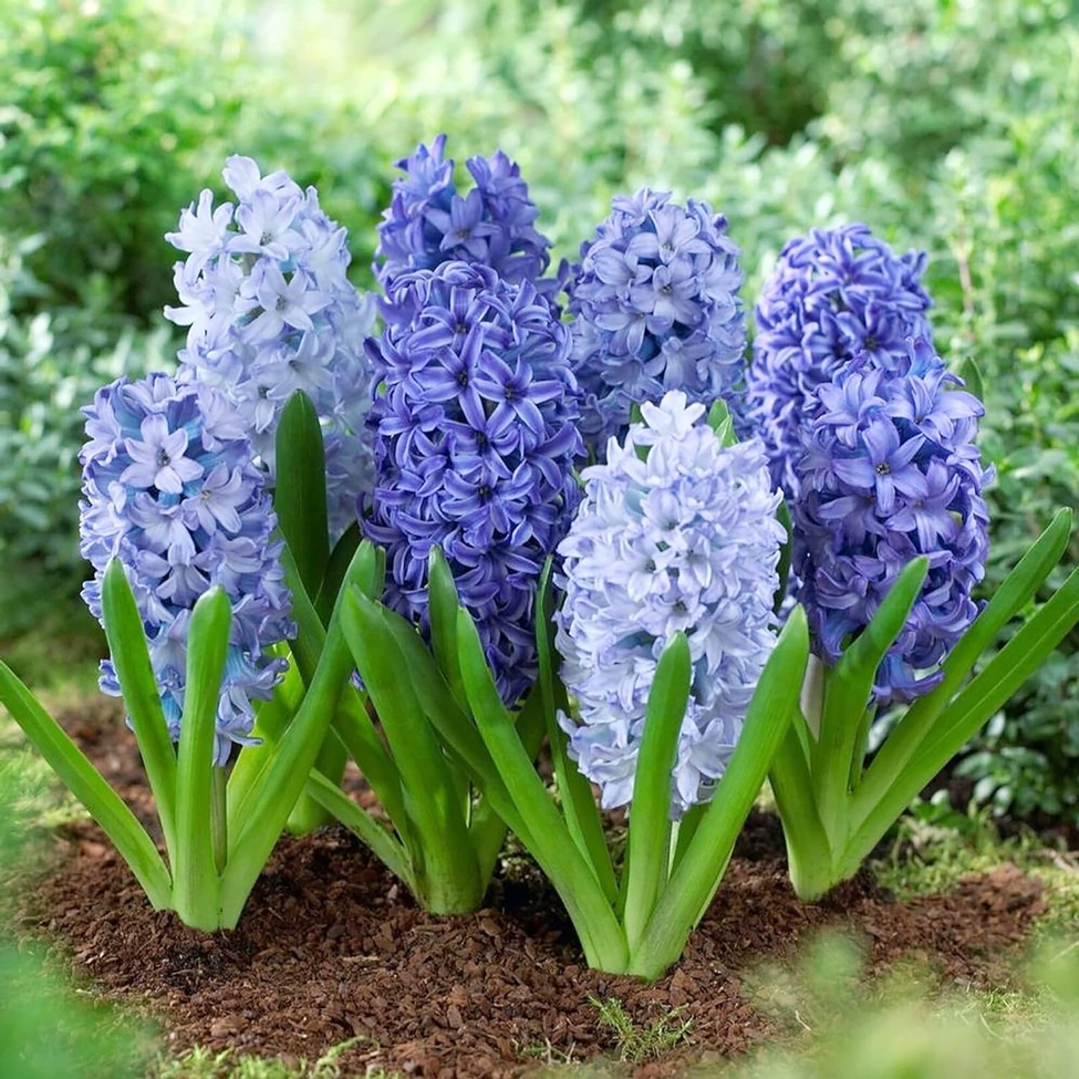 Exotic Hyacinthus Garden Seeds Fresh Rare Temu
