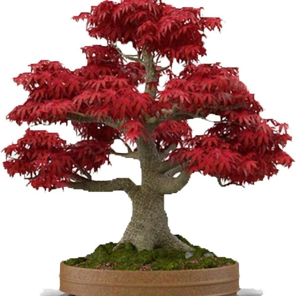 

Japanese Red 30 Japanese Red