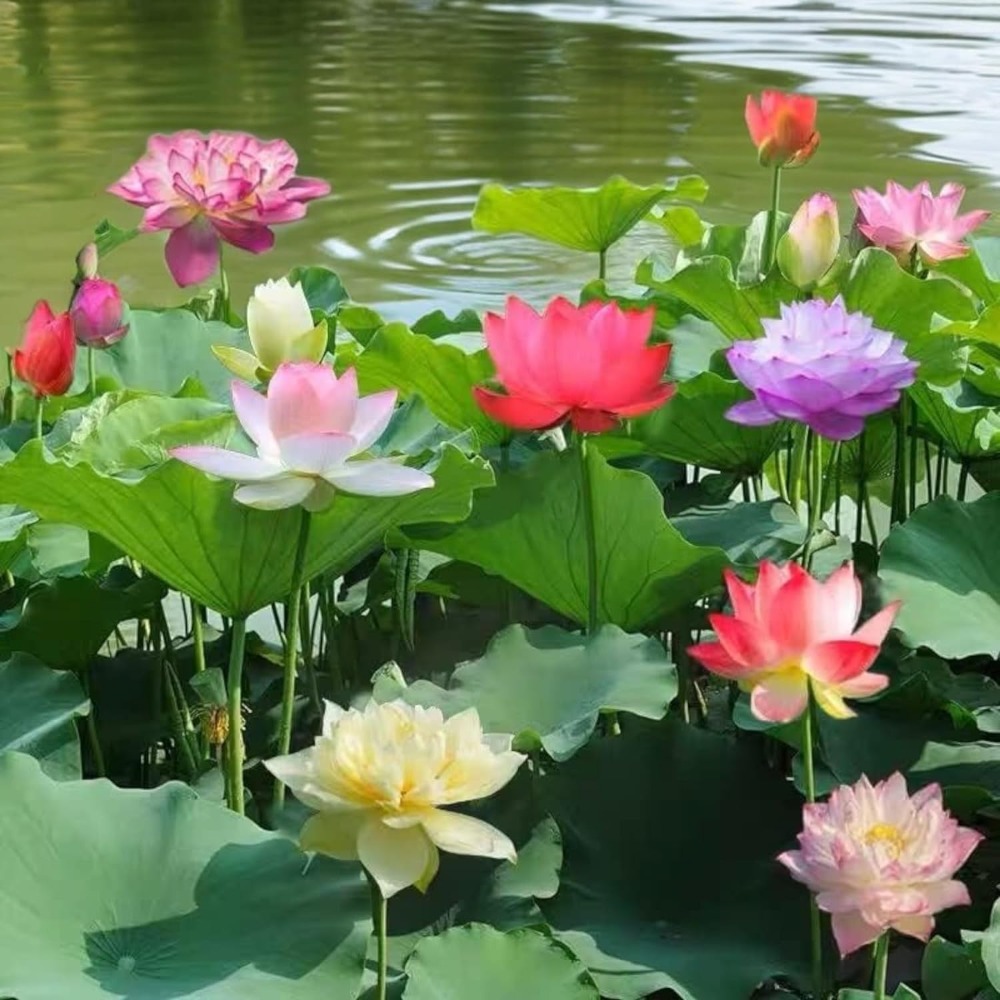 

30pcs Bowl Lotus Bonsai Lotus For Planting, Flower, Aquatic Plants , , Non-gmo Home Garden Plant , Flowering Aquatic Bonsai Plant ()