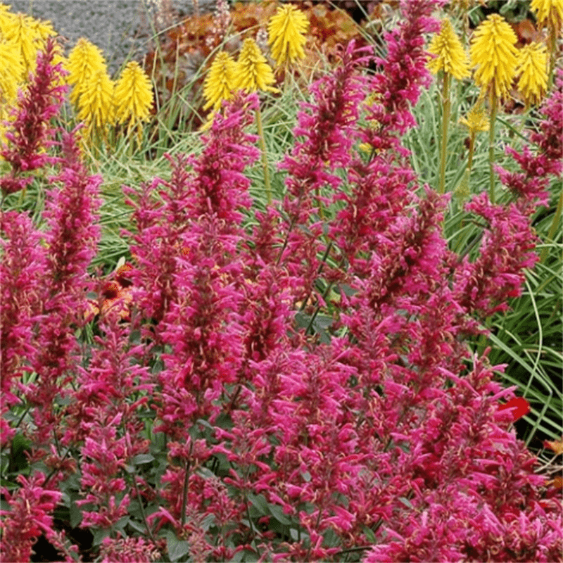 Agastache Heather Queen Seed Hummingbird Mint Herb Temu