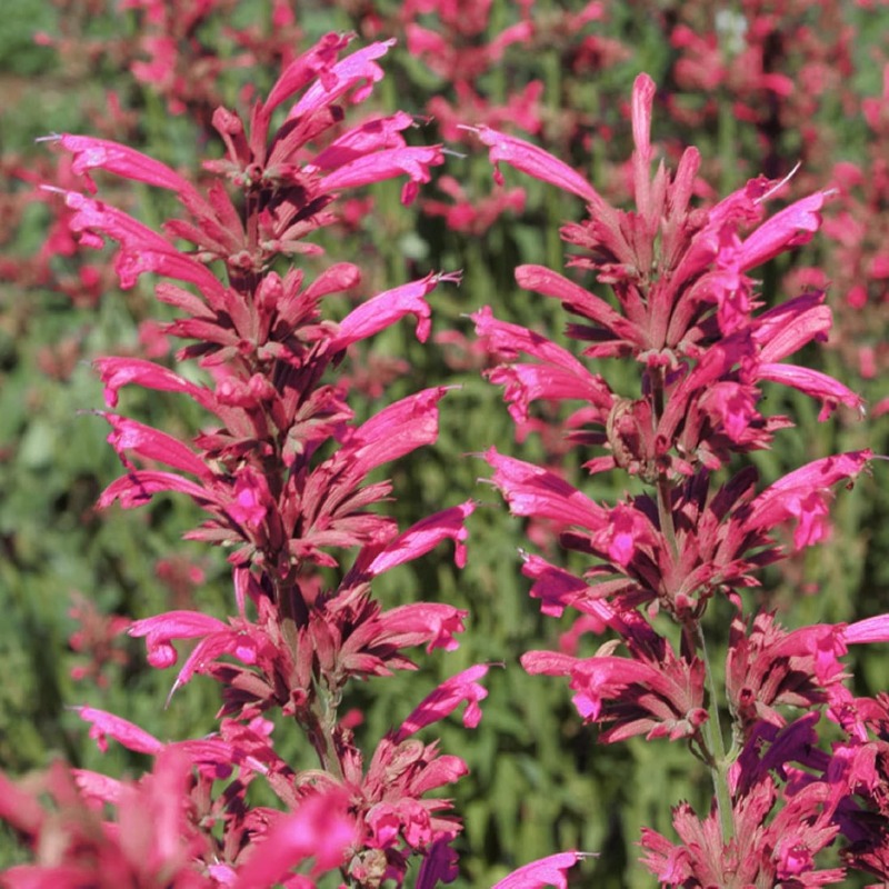 Agastache Heather Queen Seed Hummingbird Mint Herb Temu