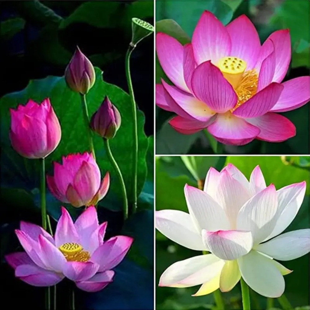 Mixed Color Bonsai Bowl Lotus Seeds Exotic Water Lily Flower Temu