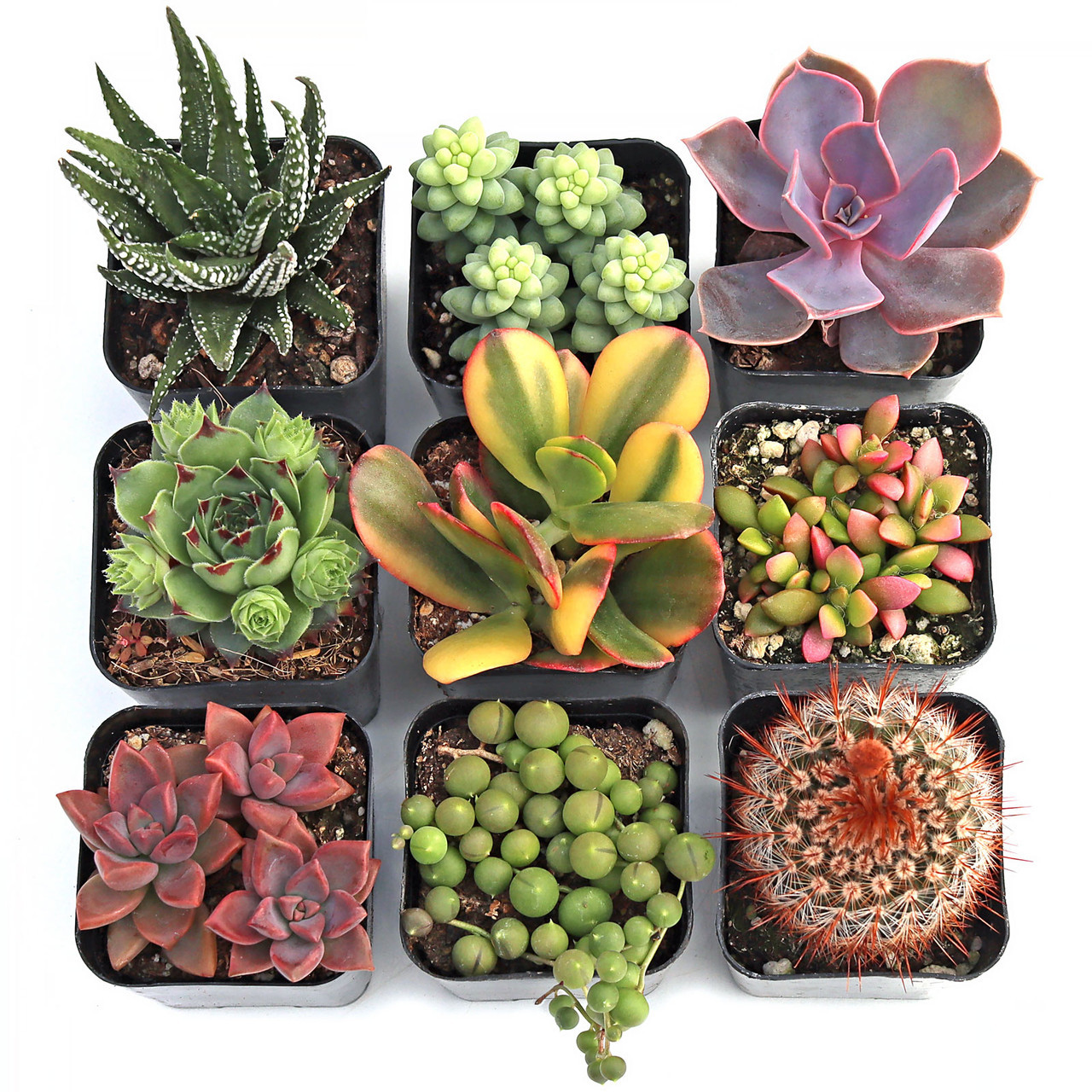 

Assorted Succulents (9-50 Pcs) Types - Live Plants