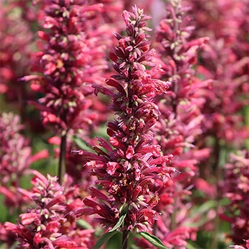Agastache Queen Seed Hummingbird Mint Herb Temu