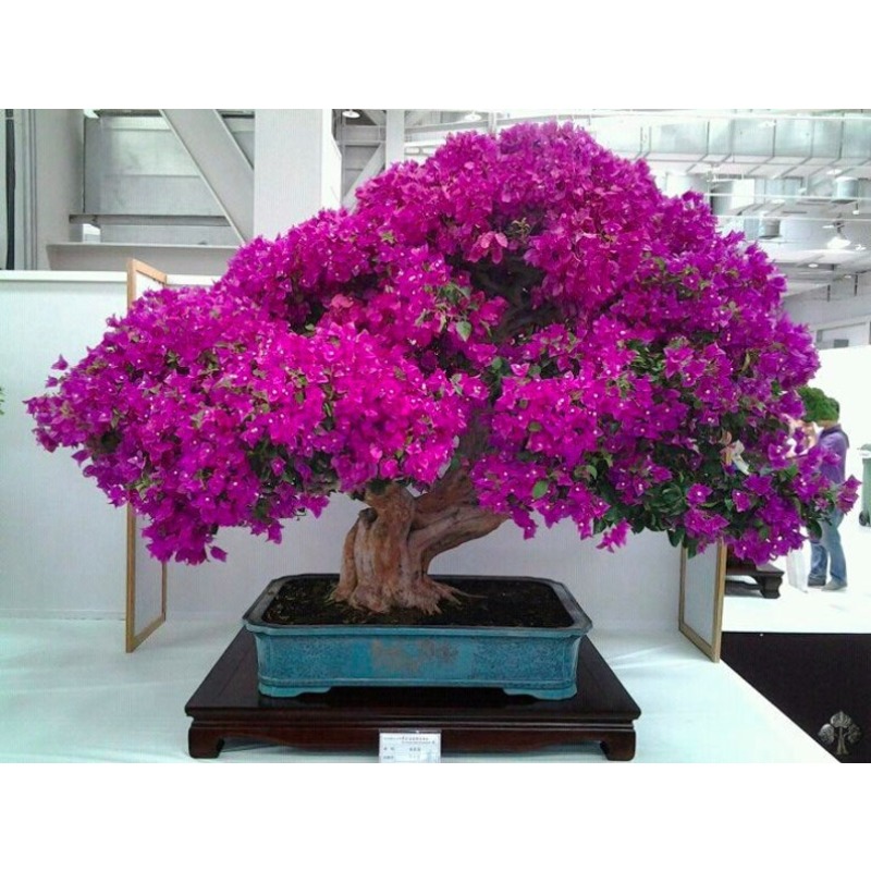 

20 Bonsai Weeping Flowering Cherry Seed And 10 Bonsai Seed Gift Nice For Home Or Patio Order Now