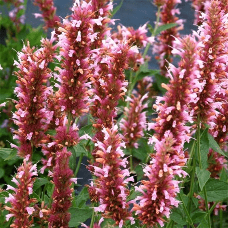 Agastache Queen Seed Hummingbird Mint Herb Temu