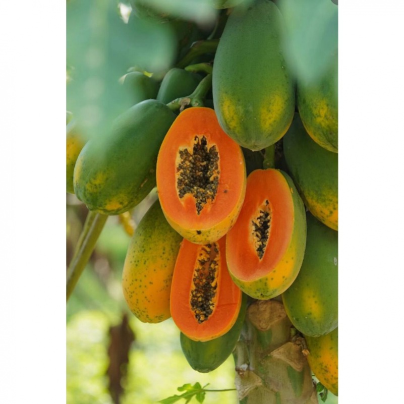 Seeds 300 Pcs Rare Seeds, Sweet And Fast Indoor Plant Seeds, For