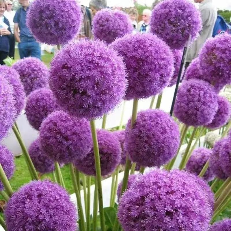 

Giganteum Ornamental Onion Rabbit & Deer Resistant Flower