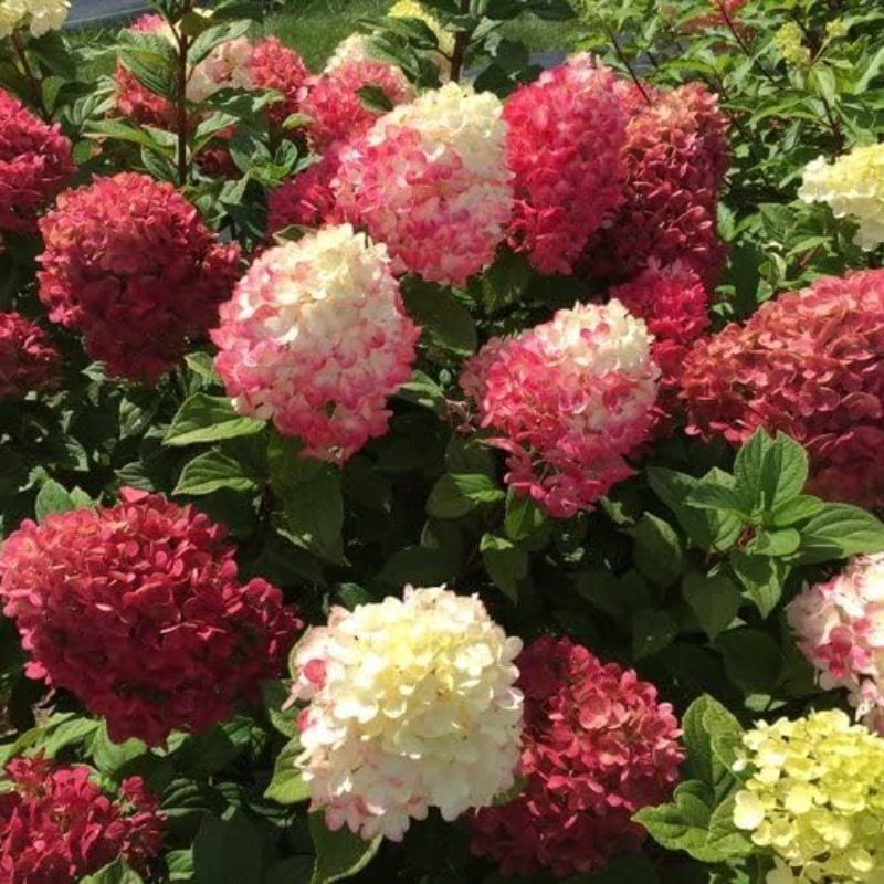 

100pcs Rare Mixed-color Hydrangea For Planting, Hydrangea Snowball Shrub For Planting Outdoor Gardens