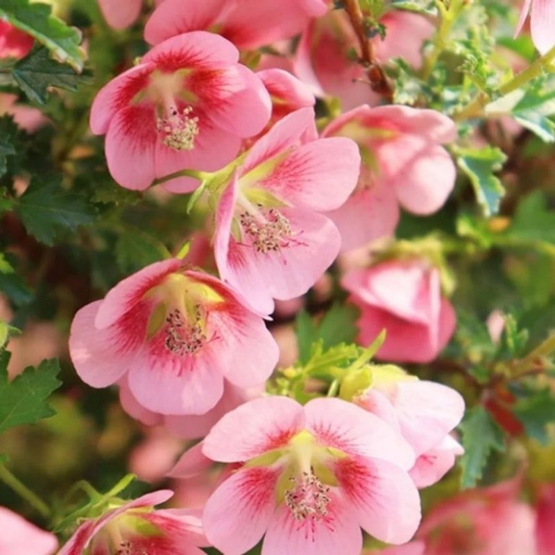 Rare Hibiscus Flower Seeds Garden Seeds Temu