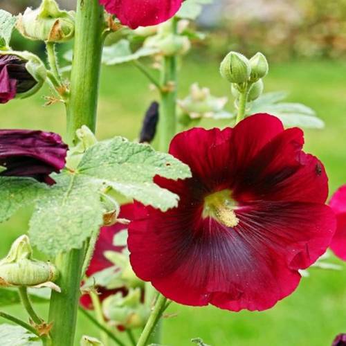 66pcs garden mixed old barnyard ornamental hummingbird lovers repeat bloomers great addition to the garden
