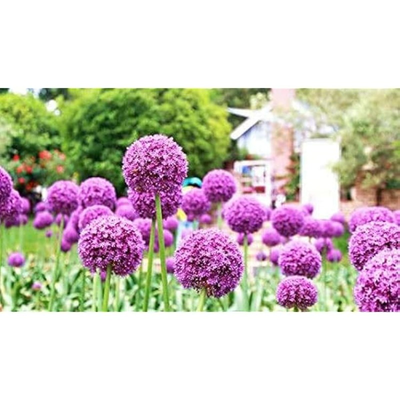 

200pcs Onion Flower Suitable For Garden Spring Plant Decoration