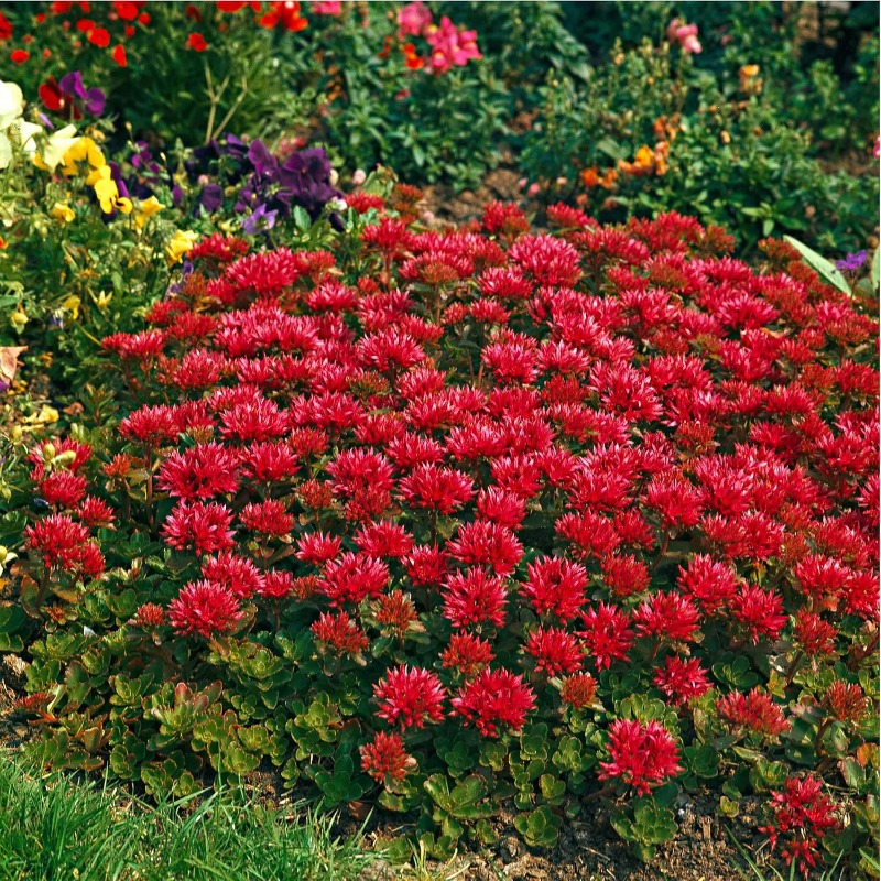 

300pcs Summer Glory Flower , Spurium, Plants, Lawn Coverings, Fast Growing And Easy To