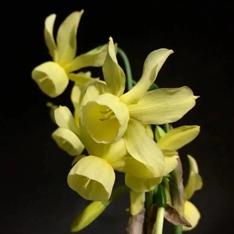 High Rate 300pcs Highlevel Rare Triangle Jasmine Seeds Sweet Growth