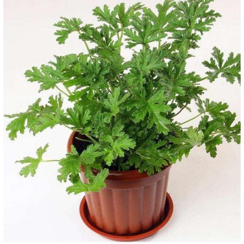 Mosquito Repellent Citronella Plant Seeds For Growing Outdoor Mosquito