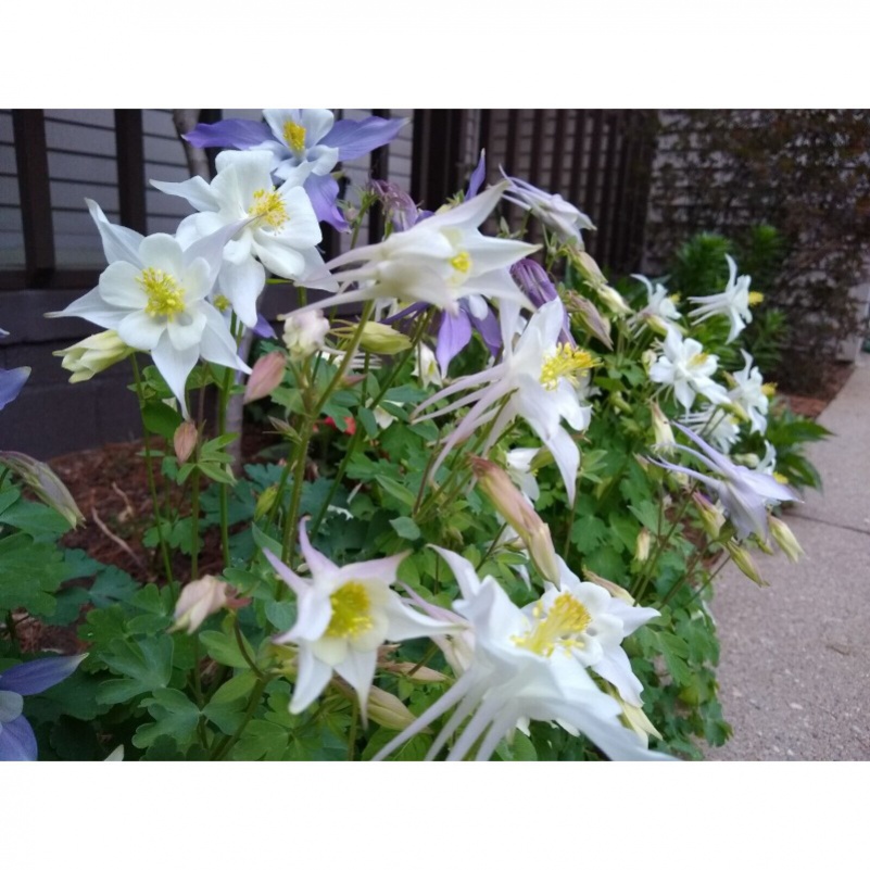 High Rate 300 Pcs Pyrethroid Seeds And Nontransgenic Patio, Lawn