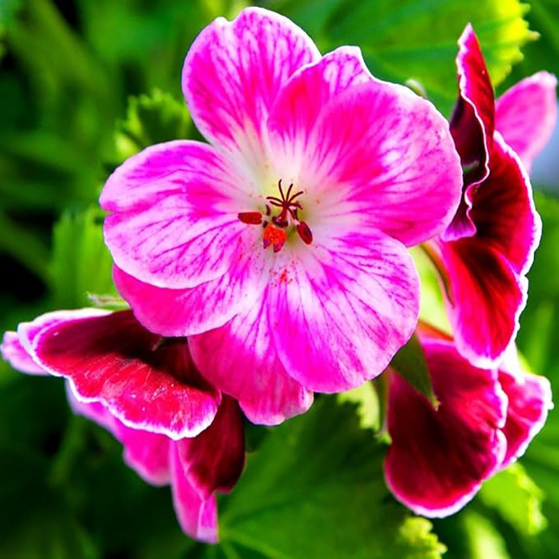 Geranium Seeds Characteristic Geraniums Flower Seeds Flowering Garden