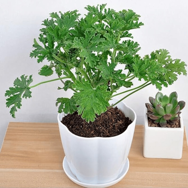Mosquito Repellent Citronella Plant Seeds For Growing Outdoor Mosquito