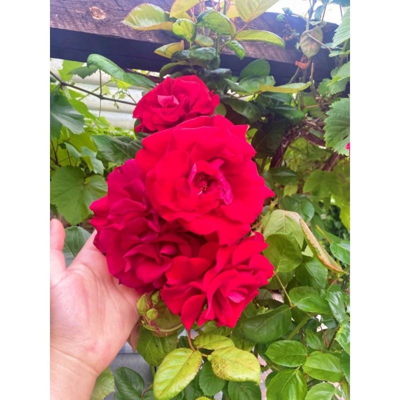 Precious Seedseasy And A Ideal For Outdoor Potted Plants And Gardens