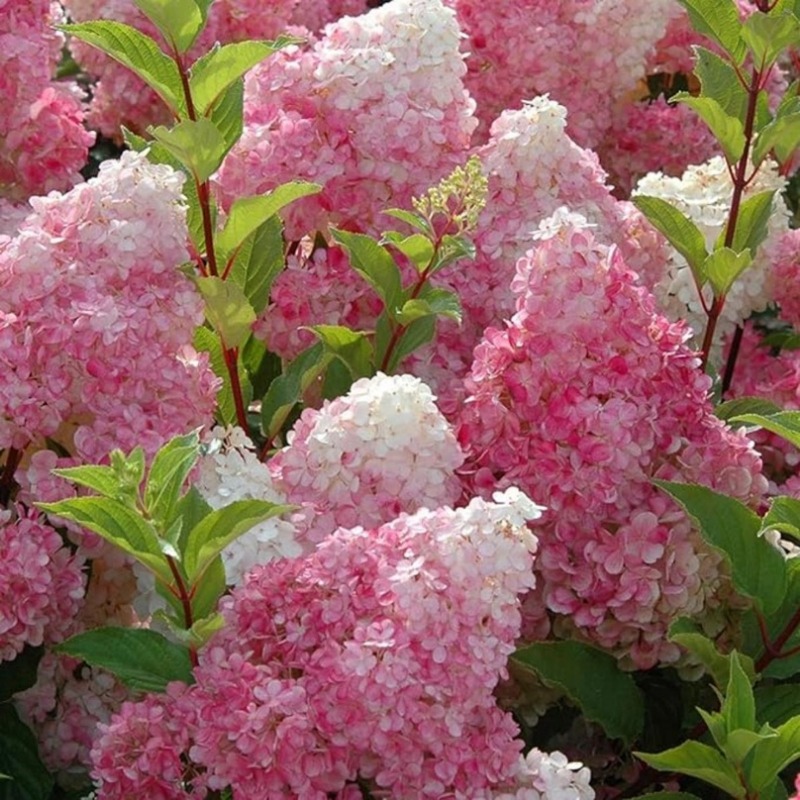 50 Vanilla Strawberry Hydrangea Seeds Easyto Seeds For Pots, Ground