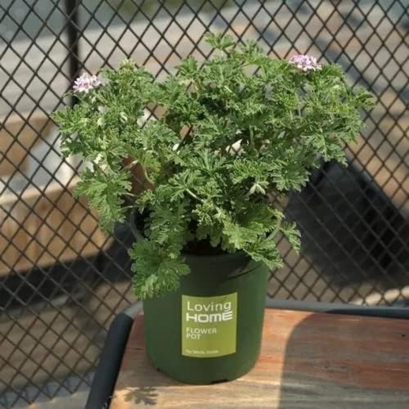 Mosquito Repellent Citronella Plant Seeds For Growing Outdoor Mosquito Repellent Plant Seeds