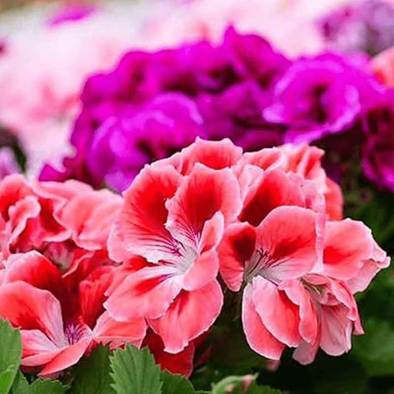 Geranium Seeds Characteristic Geraniums Flower Seeds Flowering Garden