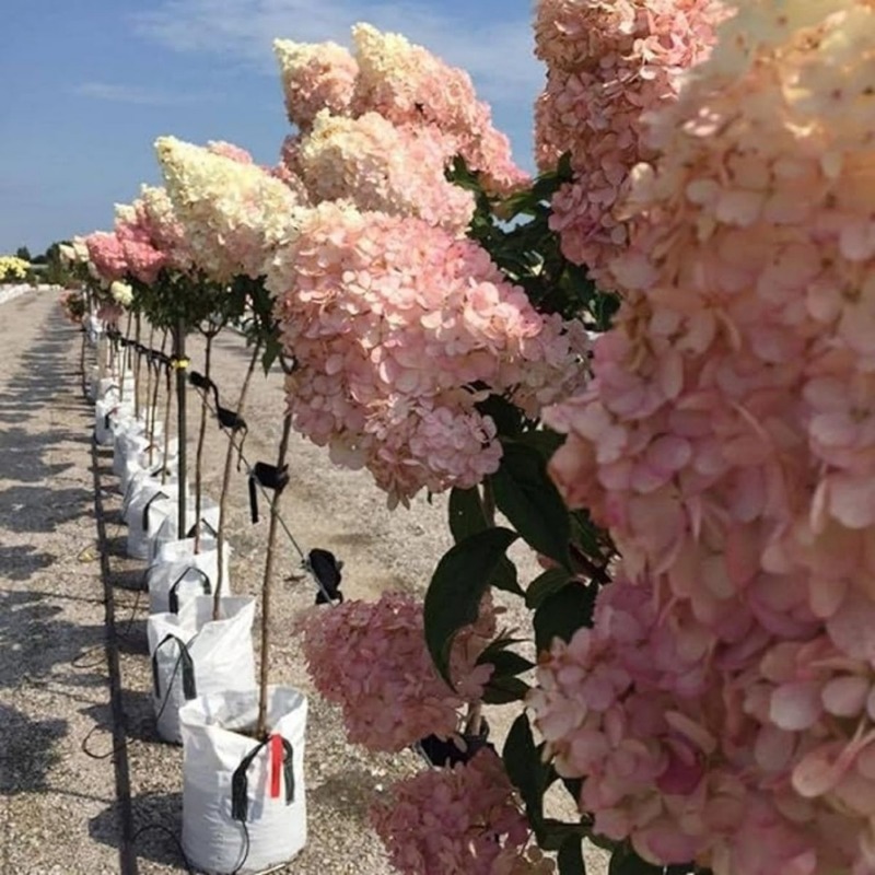 50 Vanilla Strawberry Hydrangea Seeds Easyto Seeds For Pots, Ground