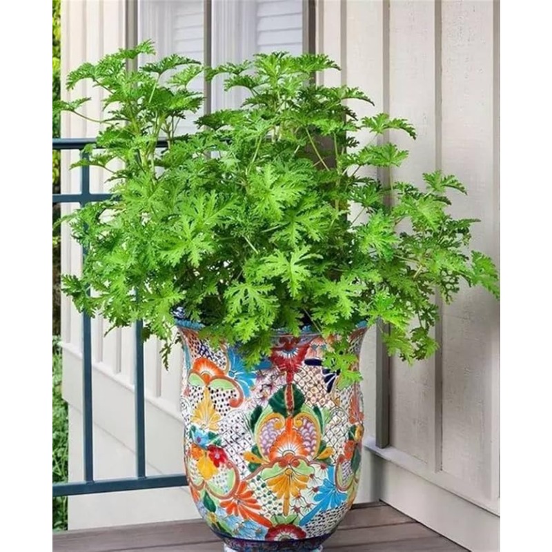 Mosquito Repellent Citronella Plant Seeds For Growing Outdoor Mosquito