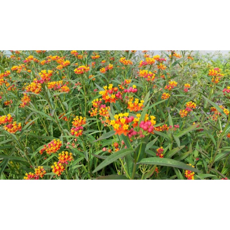 200 Blood Flower Seeds Temu