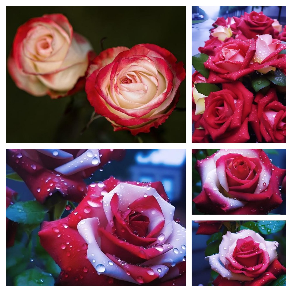 50 Red White Rose Seeds Double Roses Rare Temu