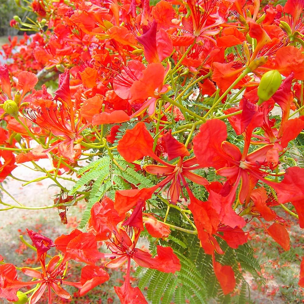 30 Seeds Royal Tree Seeds Temu