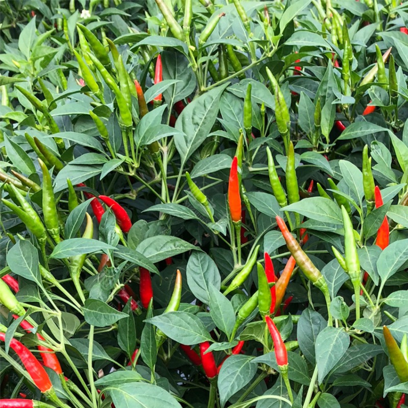 High Rate Chili Pepper Temu