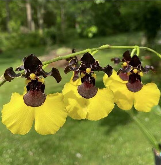 Seeds 300 One Rare Witch Orchid Seeds Temu