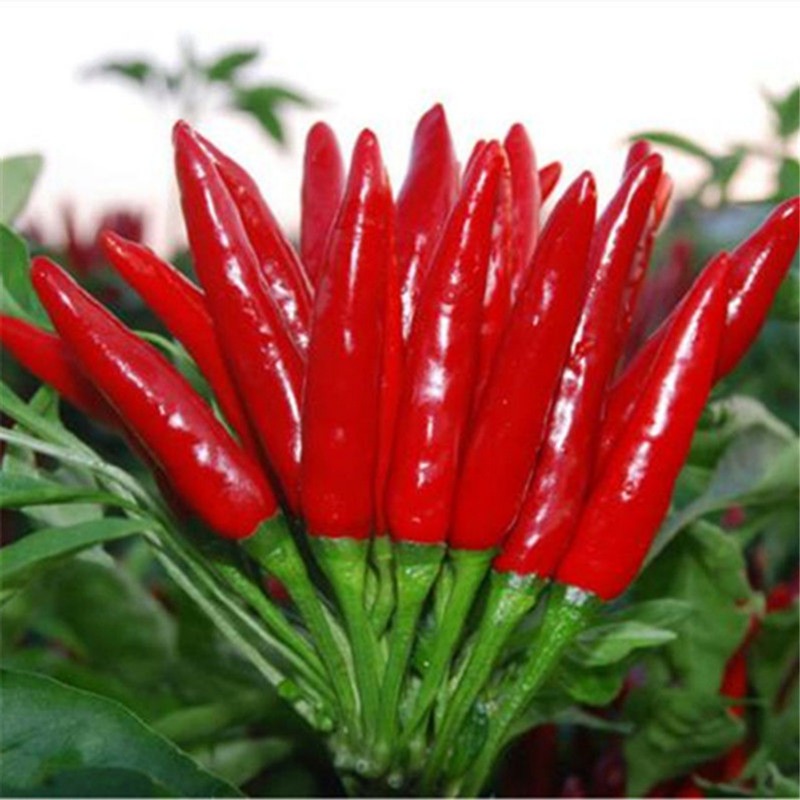 High Rate Chili Pepper Temu