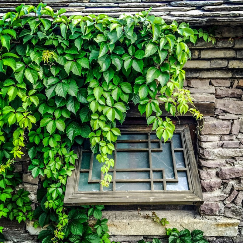 seeds newly parcreeper seed wall climbing seed - Temu